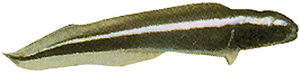 Engineer Goby Engineer Goby