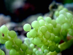 Caulerpa Racemosa1