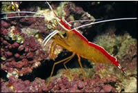Cleaner-Shrimp