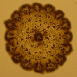 Coral Larva Found On Jan 14 2006