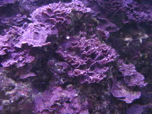 Purpleplatecoralline2